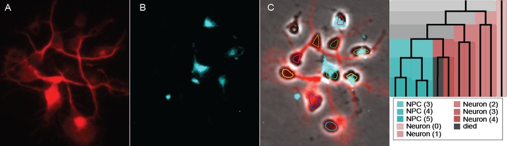 computational image sequence analysis